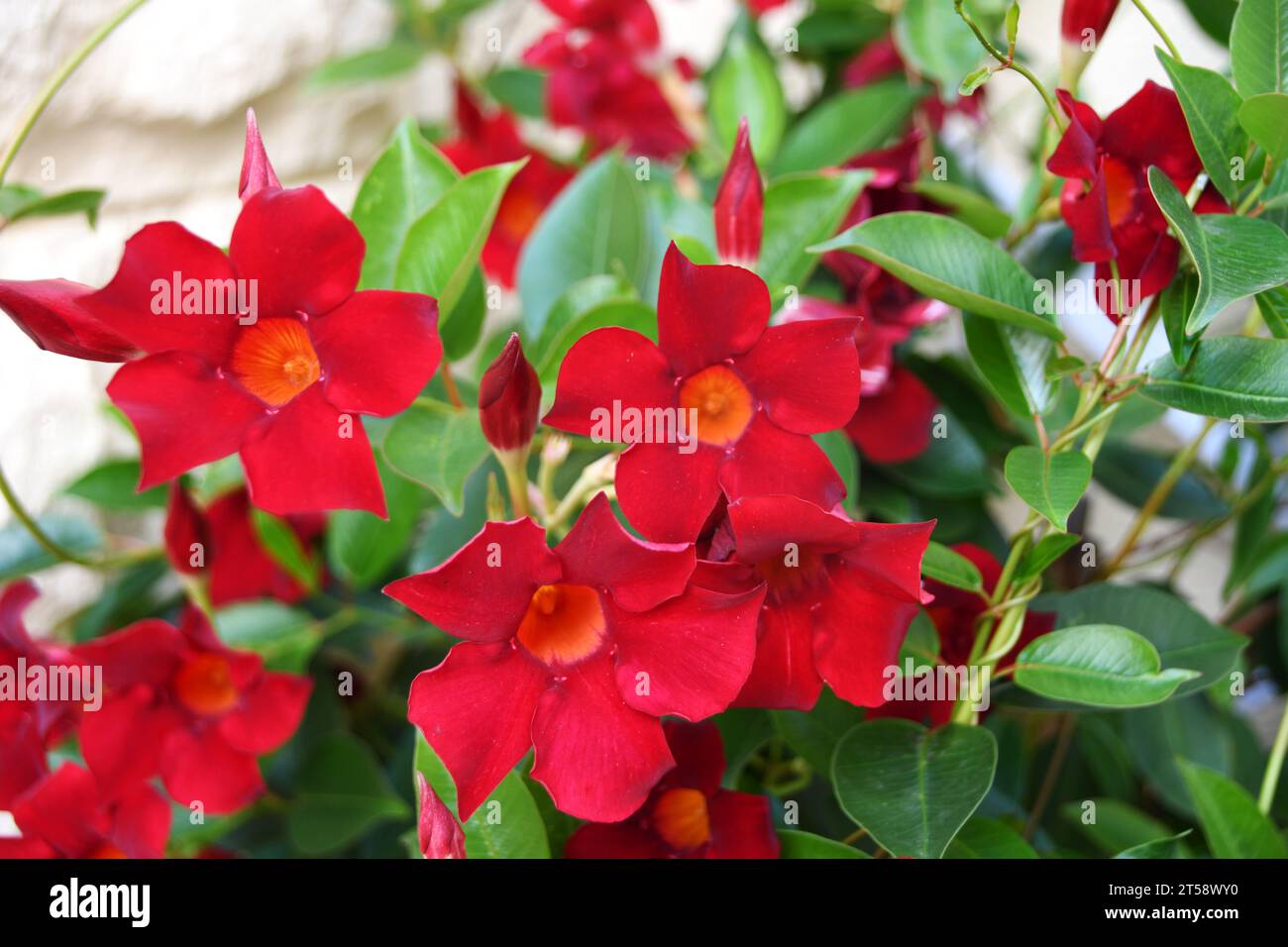 Small red flowers of Diplademia Sanderi on green leaves background Stock Photo