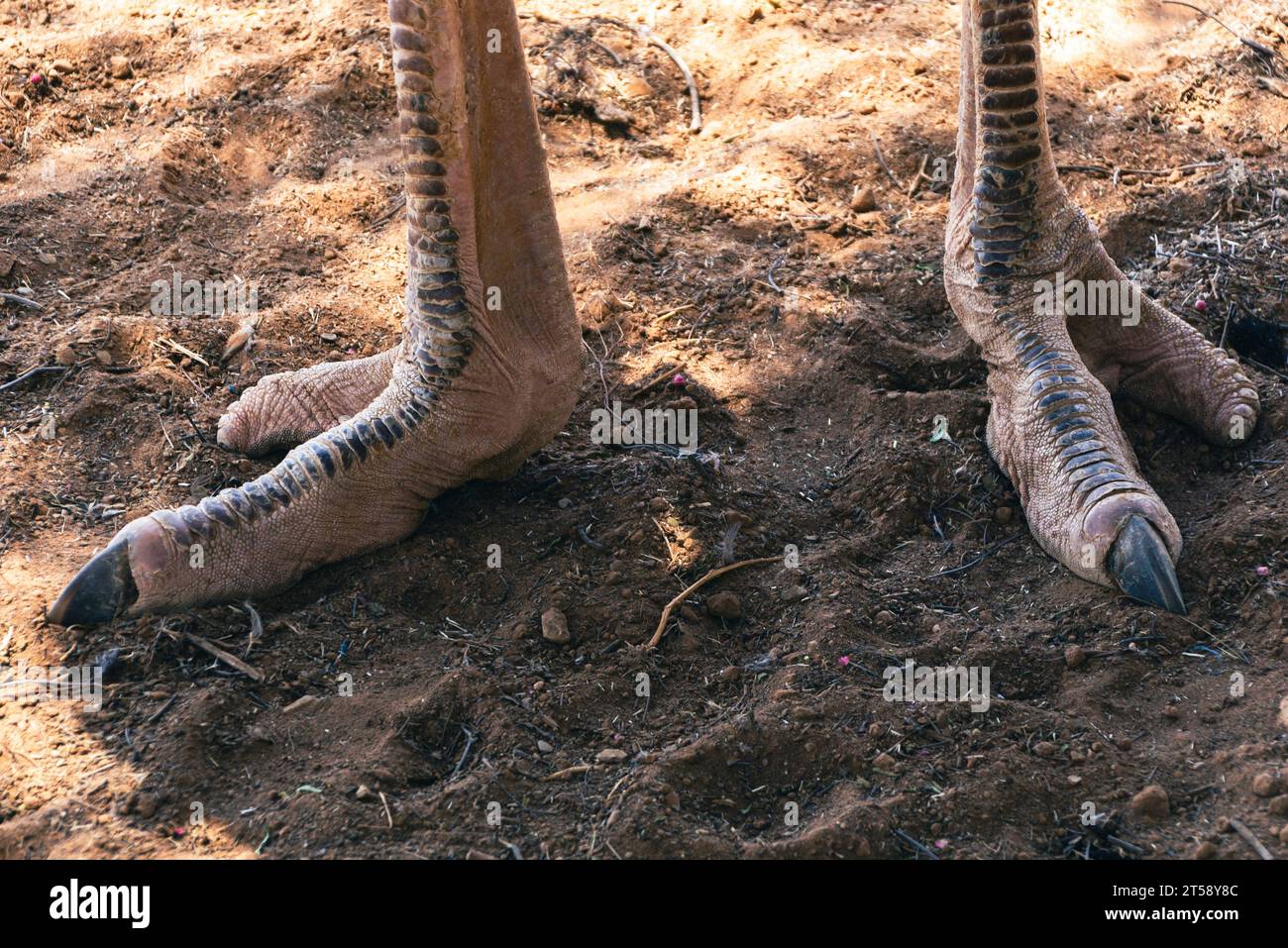 A pair of ostrich feet in the dirt in Outdshoorn in South Africa Stock Photo