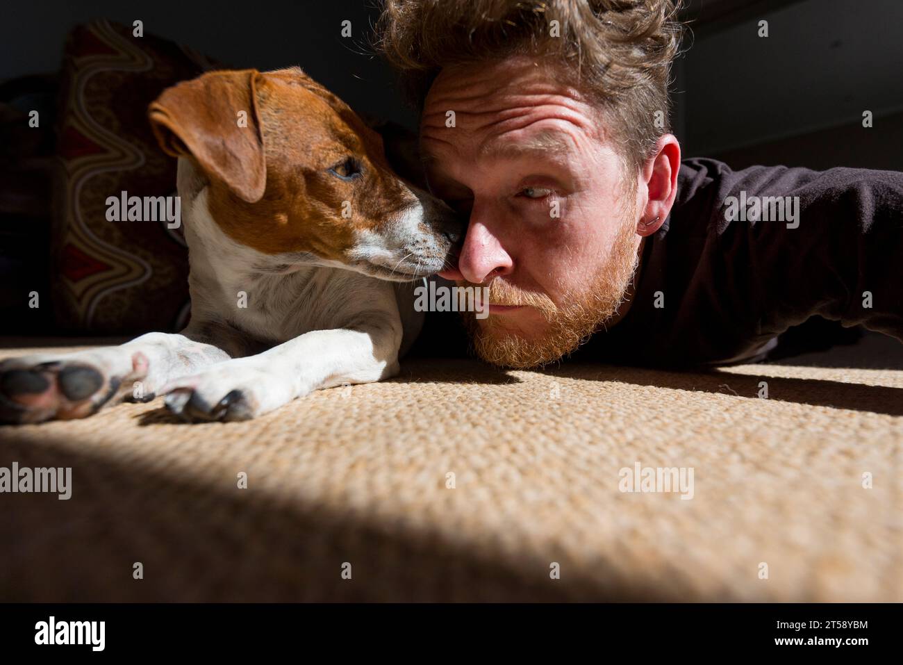 A man relaxes and has fun with his Jack Russell dog in the sunlight in a house in Port Elizabeth in South Africa Stock Photo
