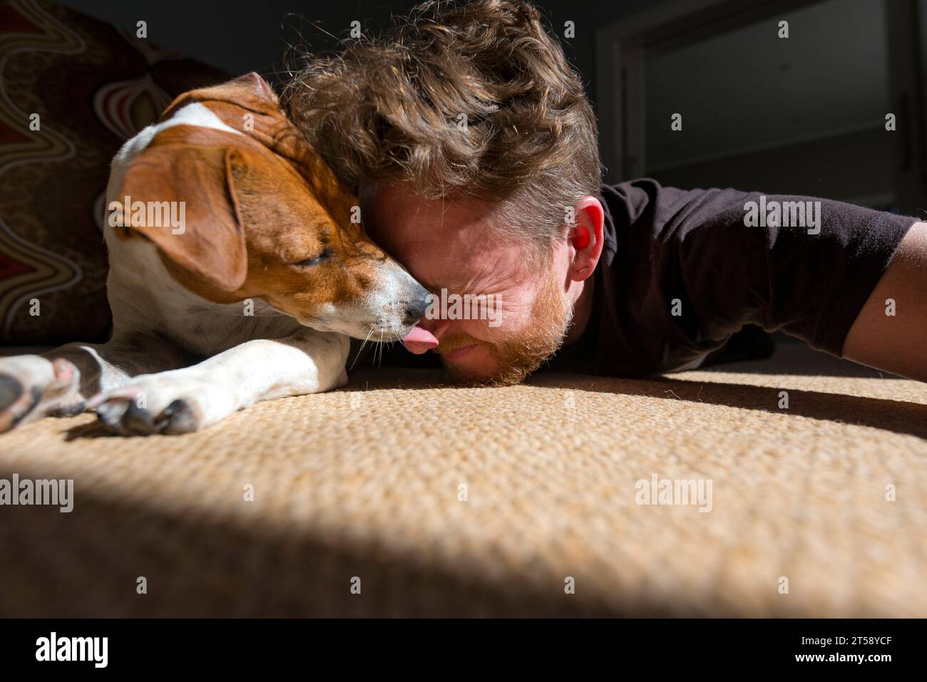 A man relaxes and has fun with his Jack Russell dog in the sunlight in a house in Port Elizabeth in South Africa Stock Photo