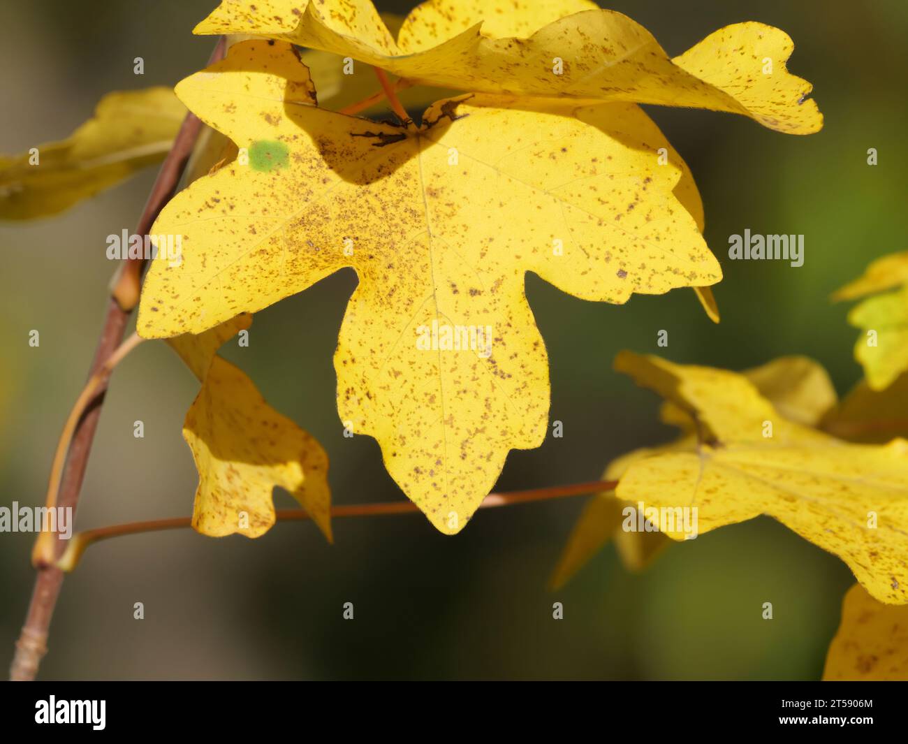 Yellow, green and greenish leaves of the field maple Acer campestre in ...