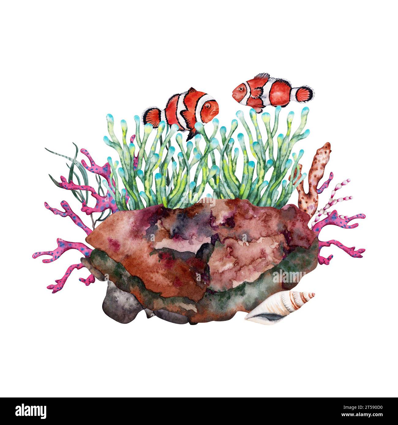 Two Orange clown fish near anemone growing over reef rock with corals and seaweed. Hand drawn watercolor illustration on white background. Part of tro Stock Photo