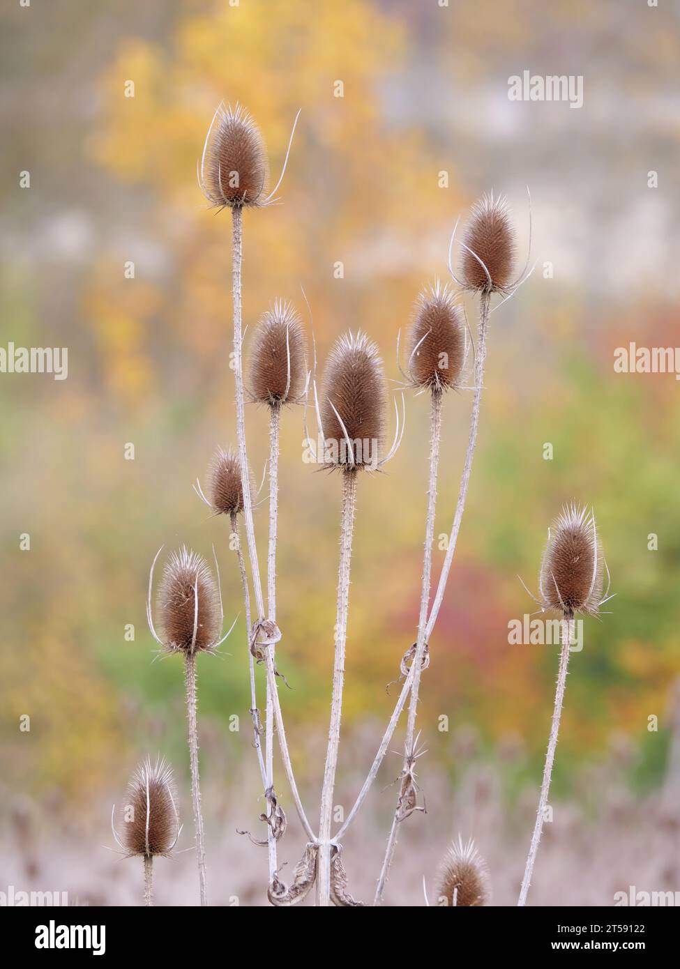 The ripe brown prickly fruit stalks of teasel (Dipsacus) in fall with bushes in the background Stock Photo