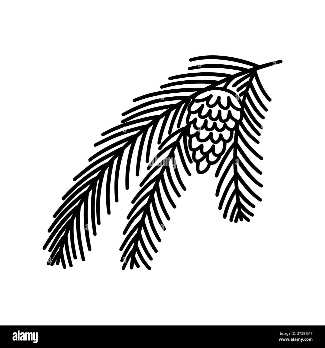Pine or spruce branch with cone. Black and white vector isolated ...