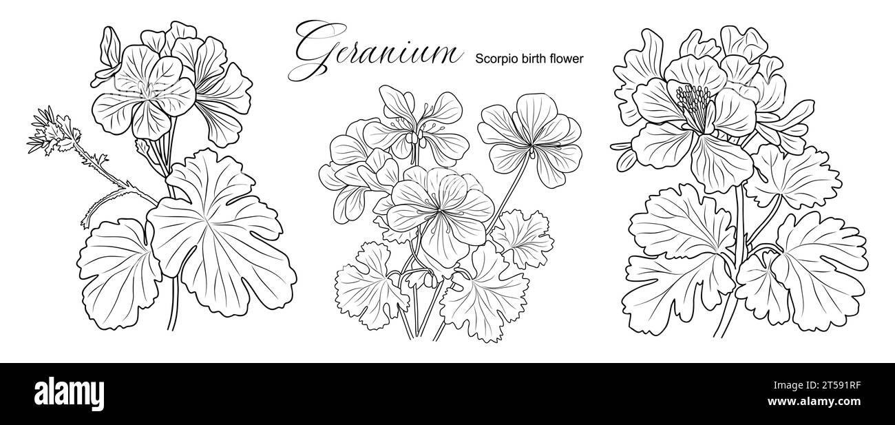 Set of Geranium flower line art vector drawing.  Stock Vector