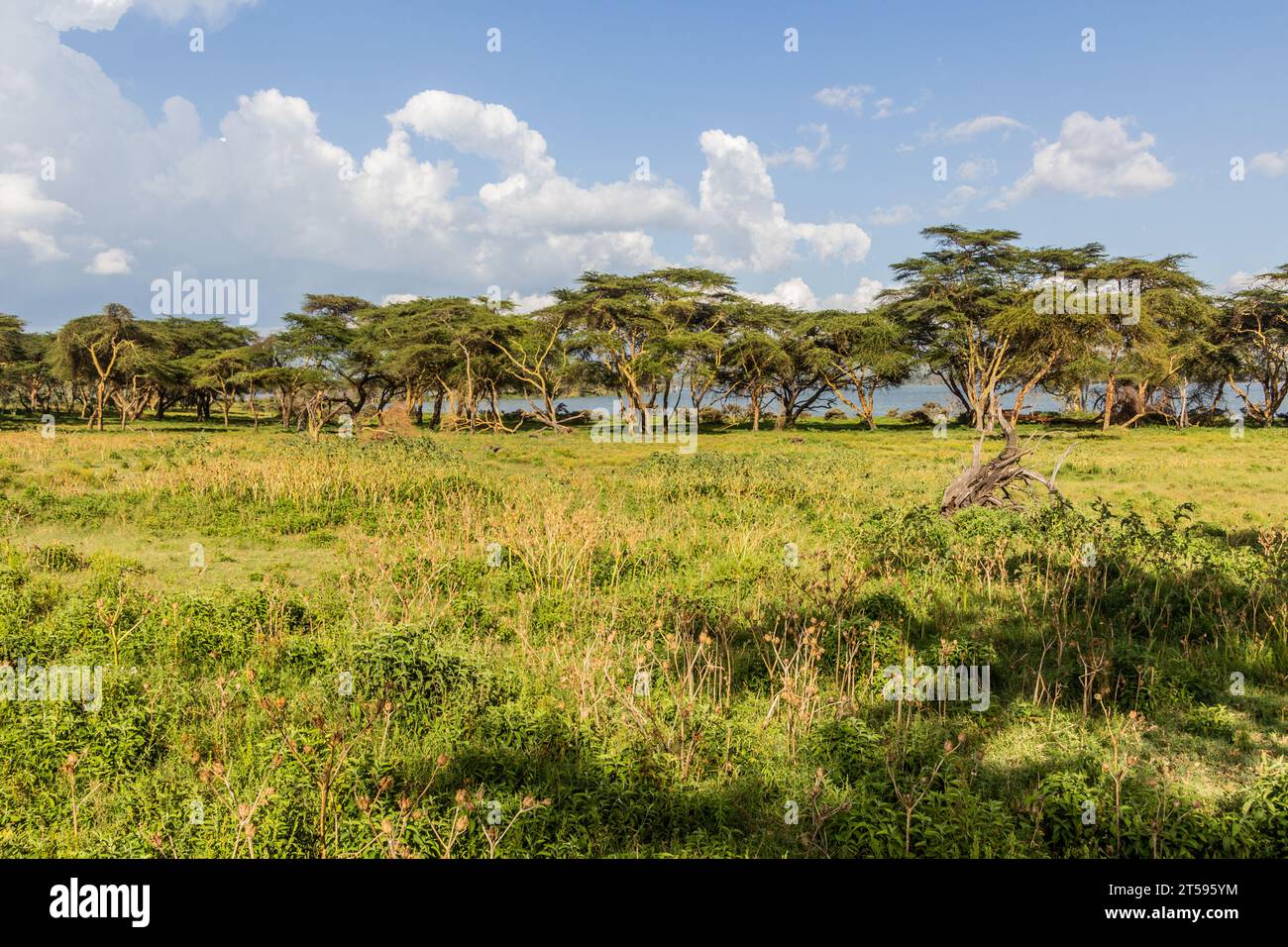 Crescent Island Game Sanctuary on Naivasha lake, Kenya Stock Photo