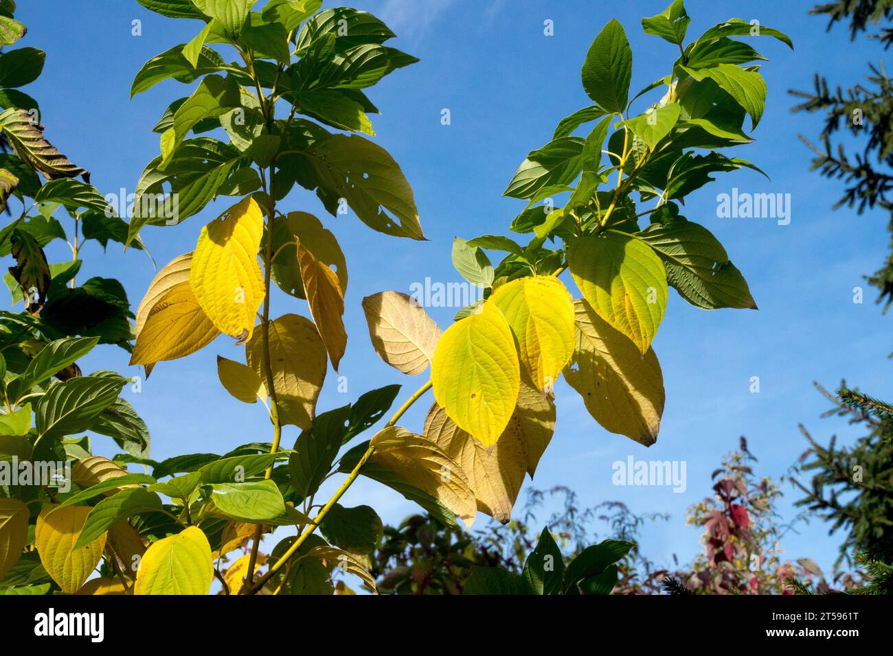 Autumn, Turn yellow, leaves, Golden Twig Dogwood, Cornus sericea 'Flaviramea', Bright, Yellow Twig Dogwood Cornus Flaviramea Stock Photo
