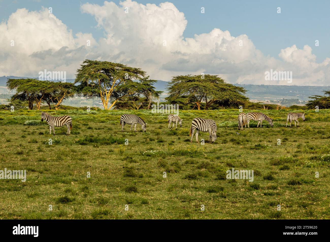 Burchell's zebras (Equus quagga burchellii) at Crescent Island Game Sanctuary on Naivasha lake, Kenya Stock Photo