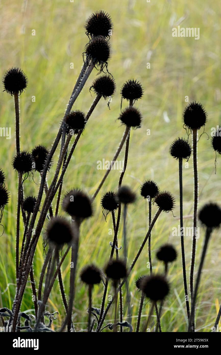 Dried, Seed heads, coneflowers, Autumn, echinaceas Stock Photo