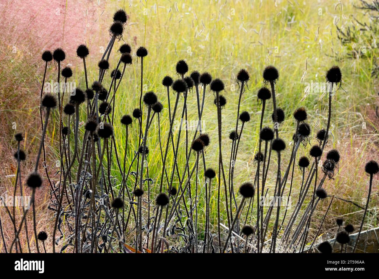 Deadheads, coneflowers on Stems, Dried, Seedheads, Echinacea, Grass, Meadow, Garden, echinaceas Stock Photo