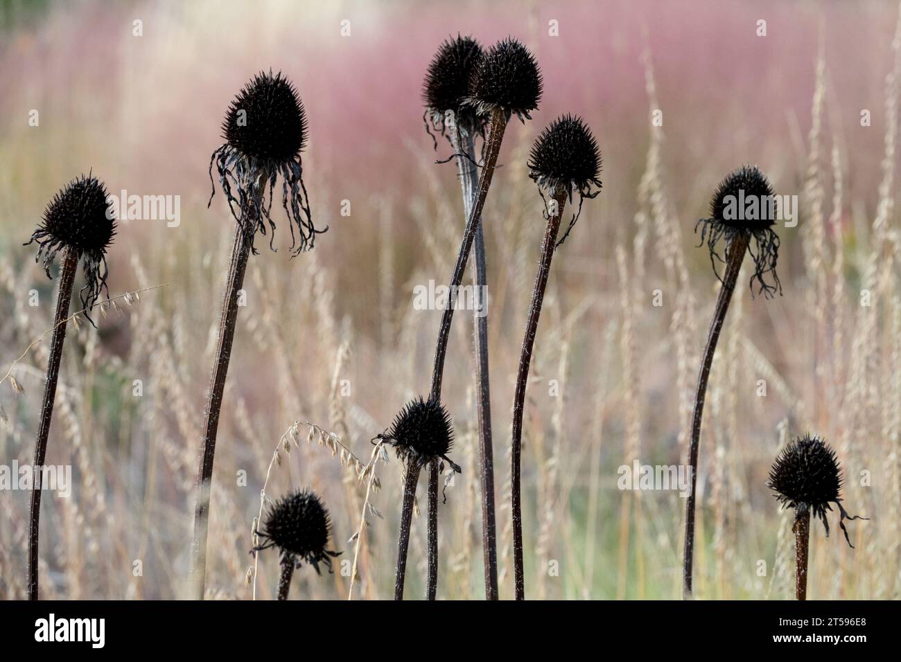 Autumn, Herbaceous, Deadheads, coneflowers, Dried, Flowers, autumnal, heads, Echinacea, Purple coneflower Stock Photo