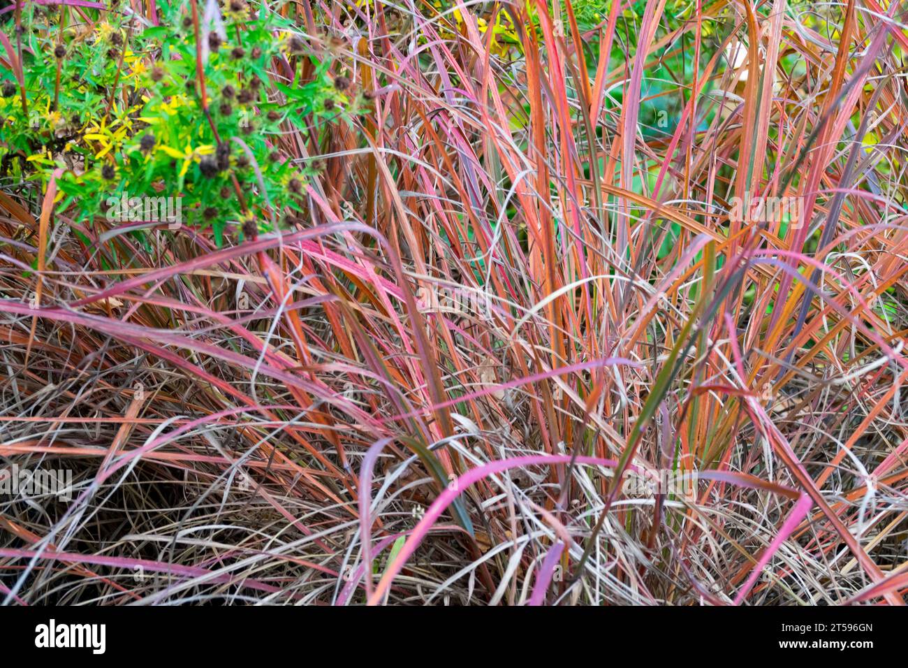 Andropogon gerardi 'Red October', Big Bluestem Grass Stock Photo