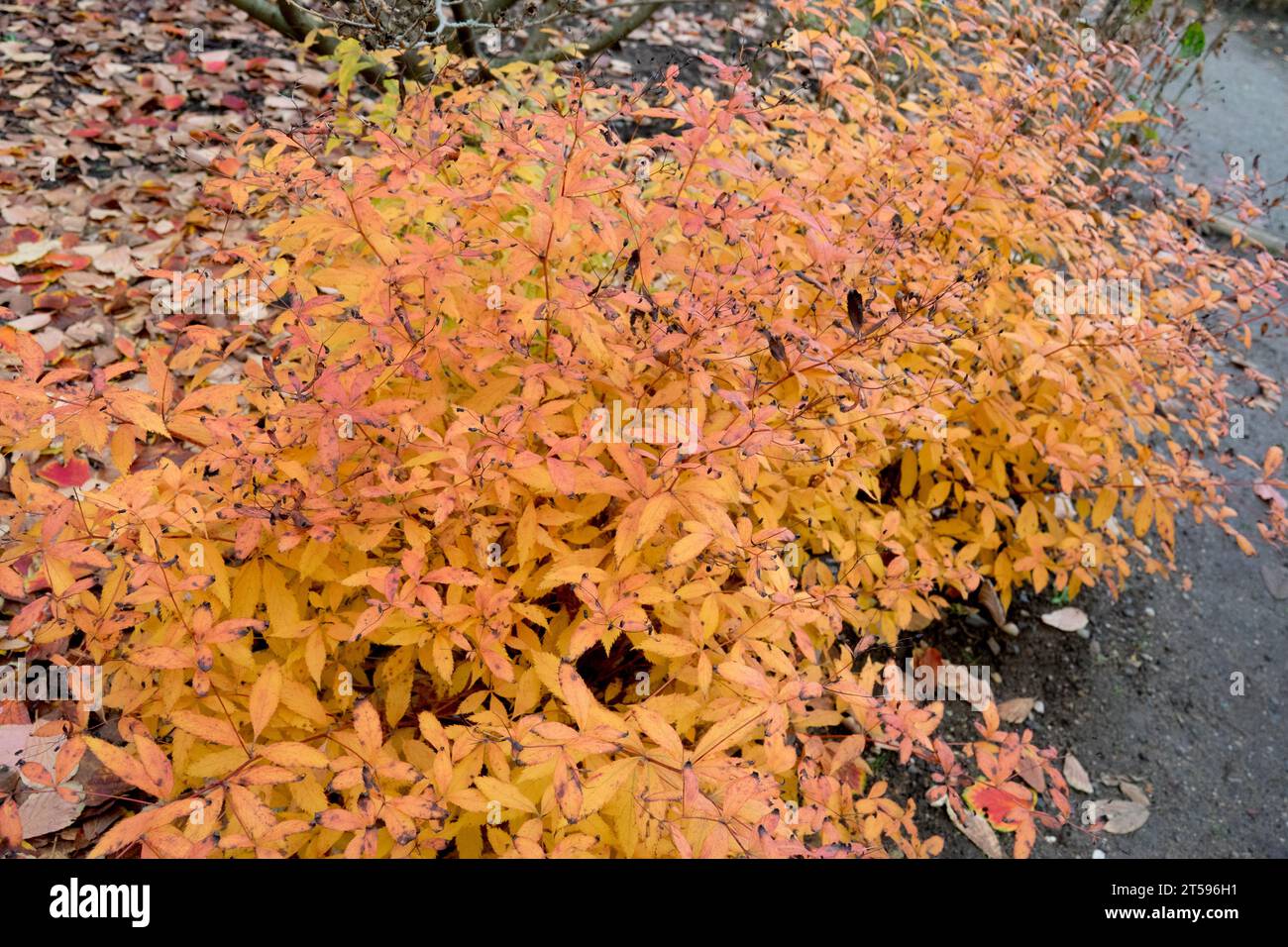 Orange, Autumn, Clumps of Hardy, Shrub, October, Tuft, Plant, American Ipecac, Gillenia trifoliata 'Pink Profusion' Stock Photo