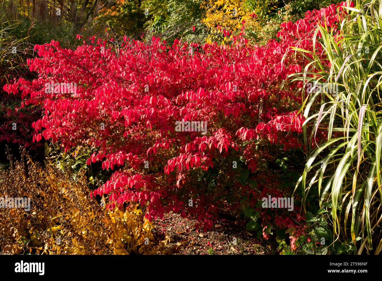 Colourful, autumnal, Border, Garden, Foliage, Autumn, Season, Red, leaves, Euonymus alatus, October, Garden scene Stock Photo