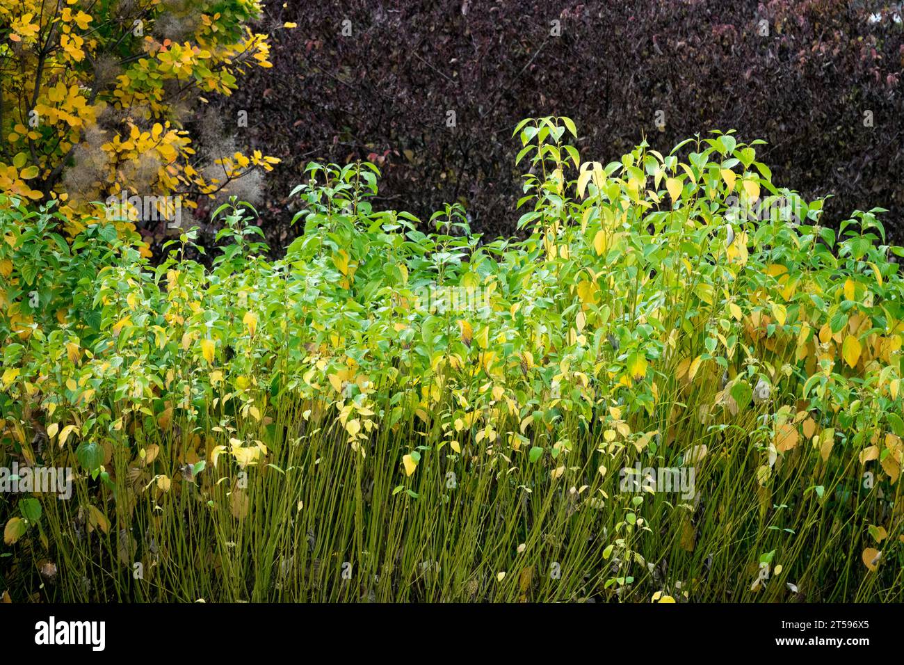 Yellowstem Dogwood, Cornus sericea 'Flaviramea', Bright, Border, Garden, October, Foliage Stock Photo