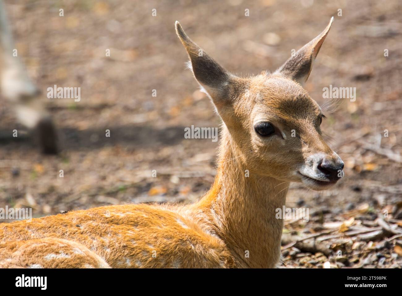 Persian fallow deer fawn, its scientific name is Dama mesopotamica Stock Photo