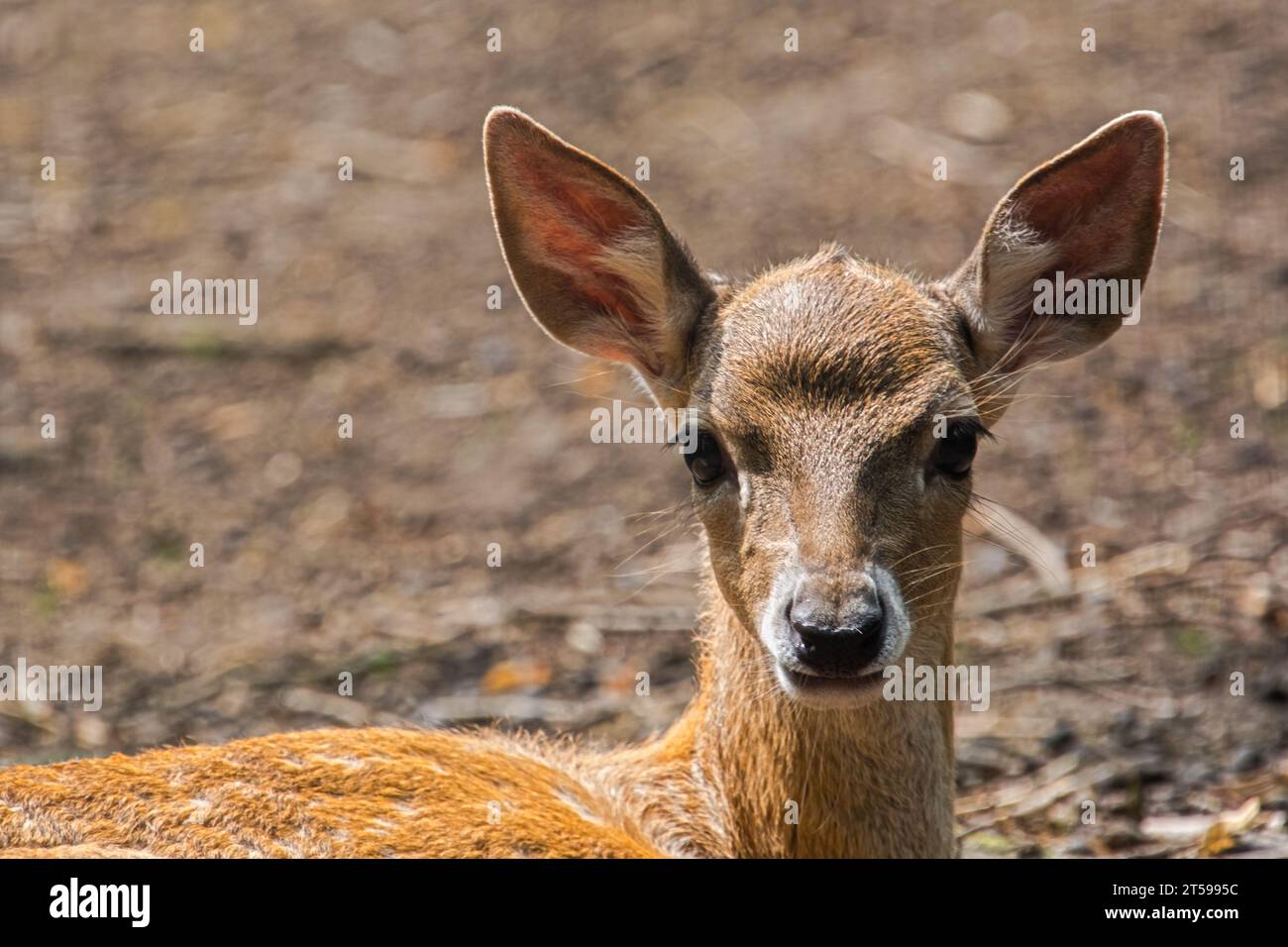 Persian fallow deer fawn, its scientific name is Dama mesopotamica Stock Photo
