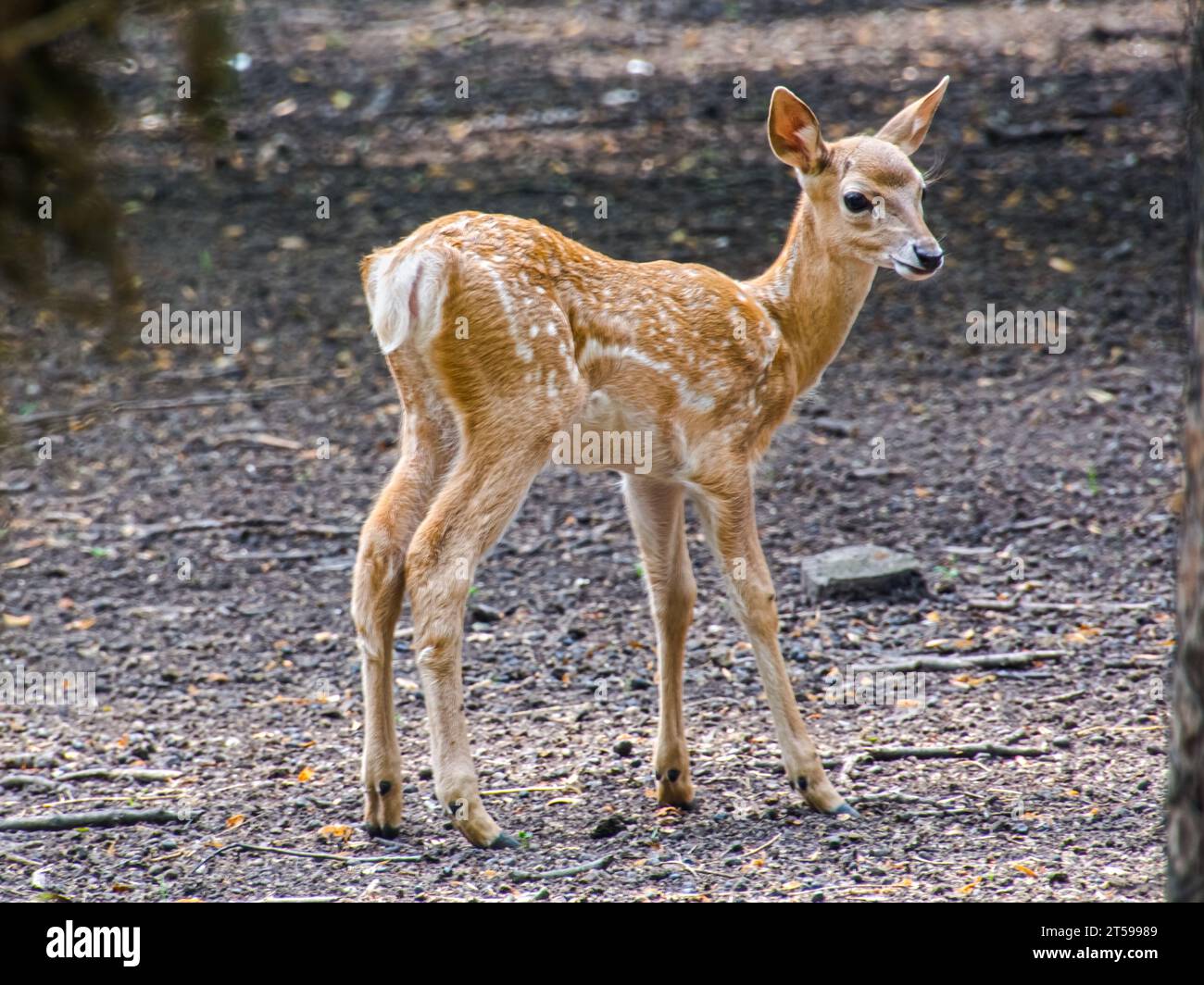 Persian fallow deer fawn, its scientific name is Dama mesopotamica Stock Photo