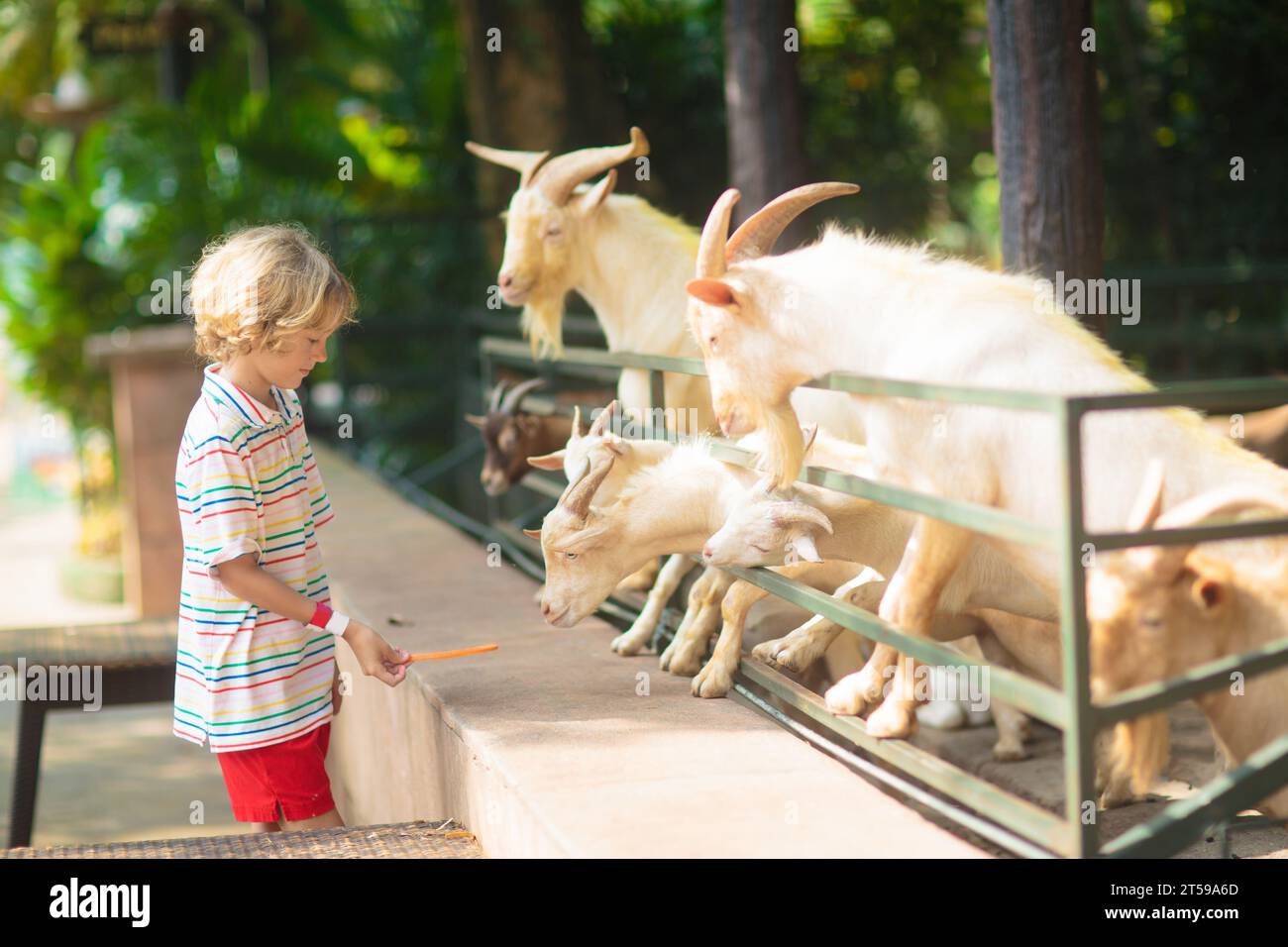 Kids feed animals at petting zoo. Family day trip to safari park. Child
