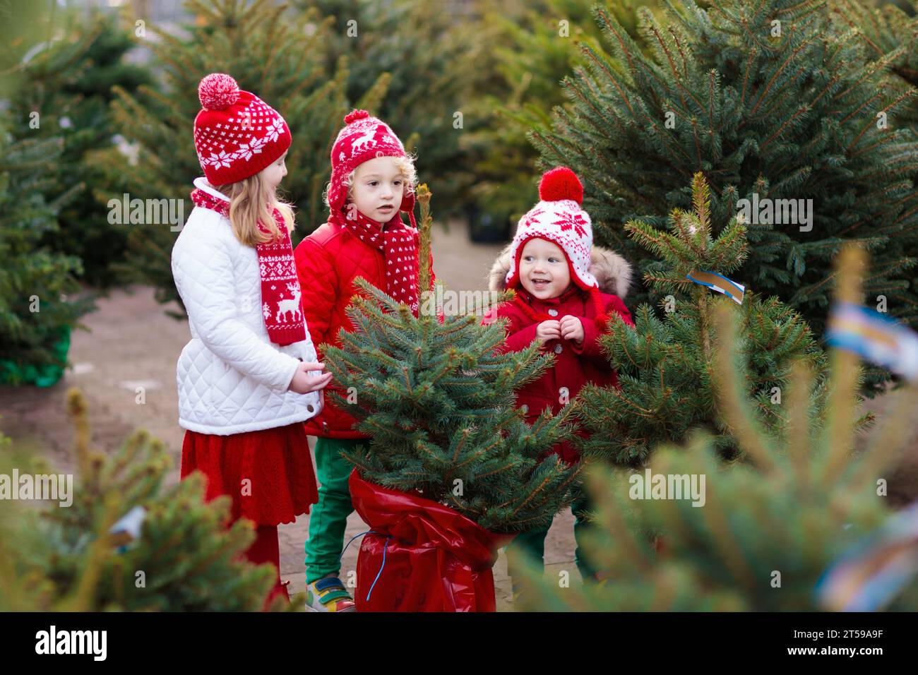 Family selecting Christmas tree. Kids choosing freshly cut Norway Xmas tree at outdoor lot. Children buying gifts at winter fair. Stock Photo