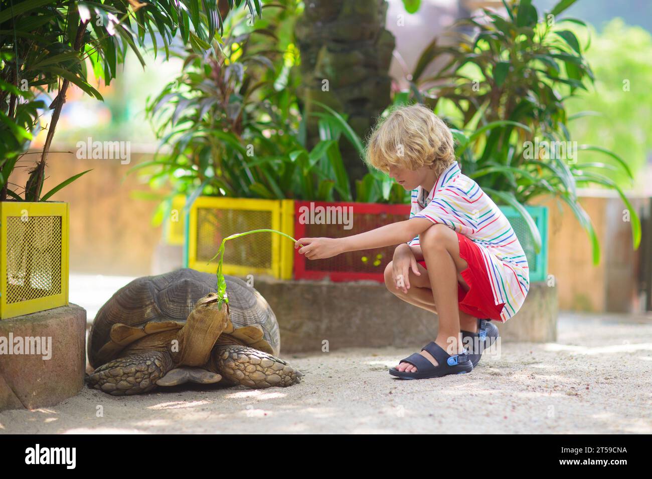 Kids feed animals at petting zoo. Family day trip to safari park. Child
