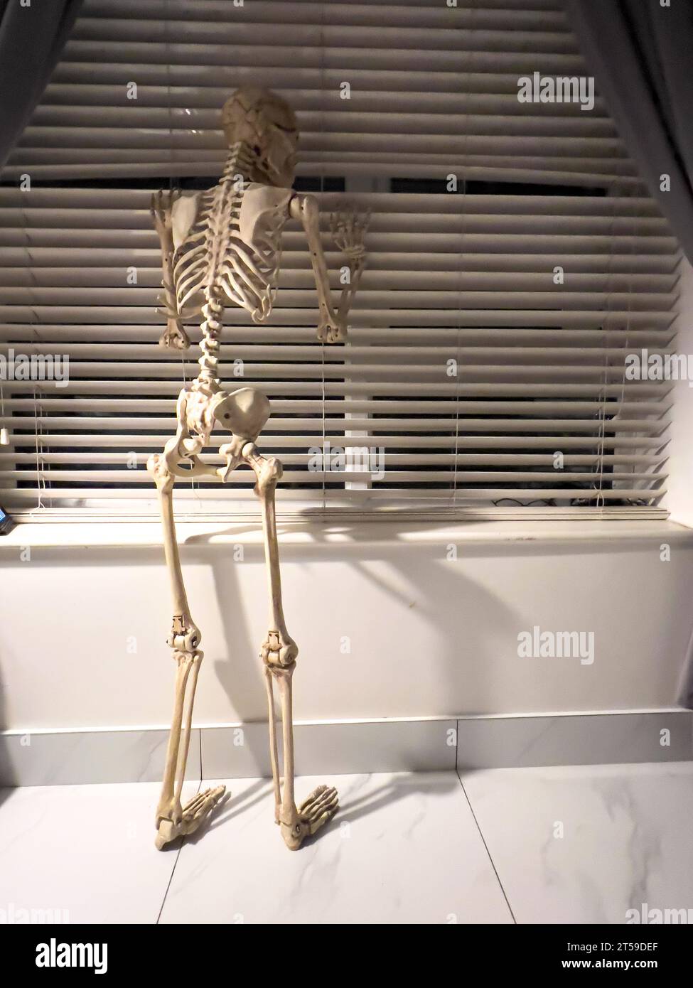 Adult Skeleton Looking Out of Window at Home 2 Stock Photo Alamy