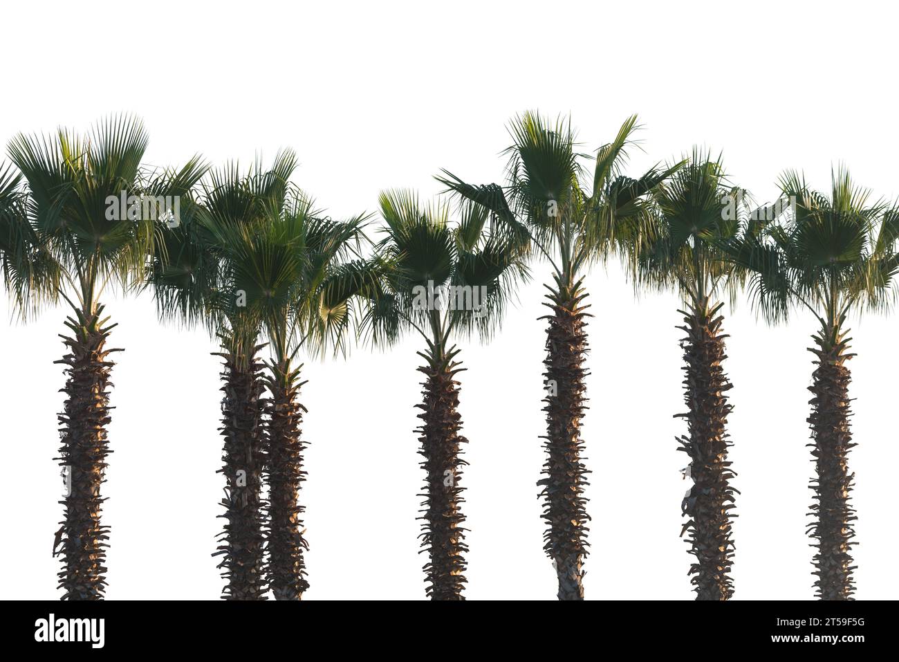 Palm trees isolated on white background. Stock Photo