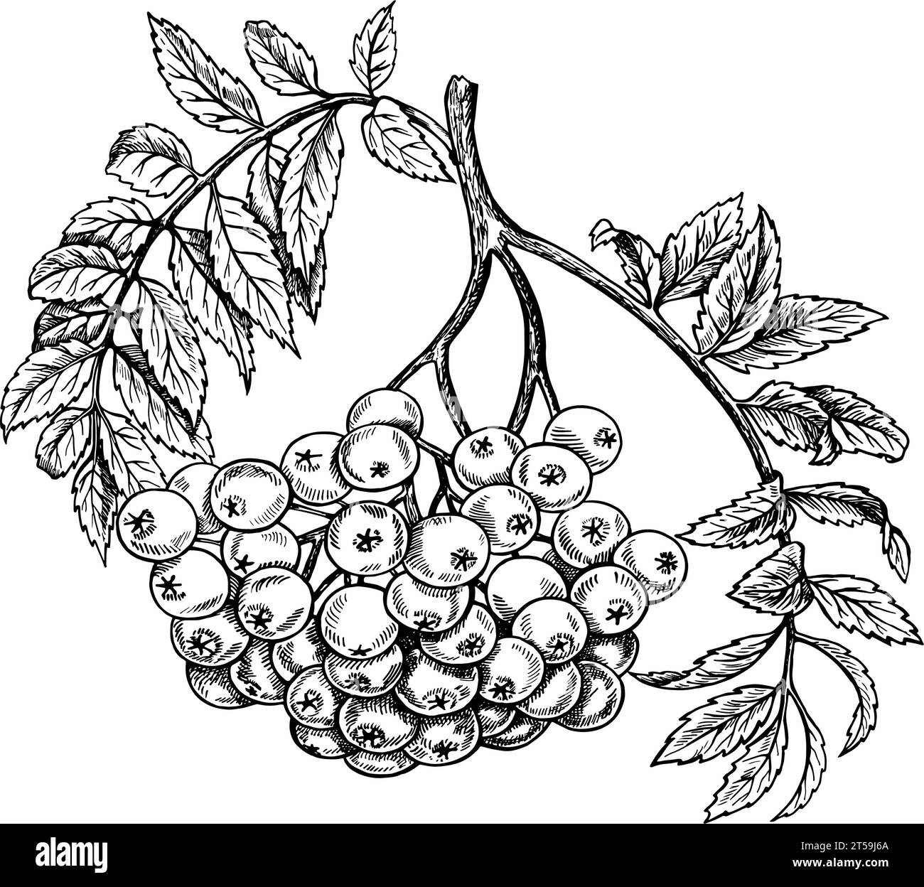 Autumn rowan. Black and white vector graphics. Isolated on a white background. For labels, printed materials. For designer packaging, banners and menu Stock Vector