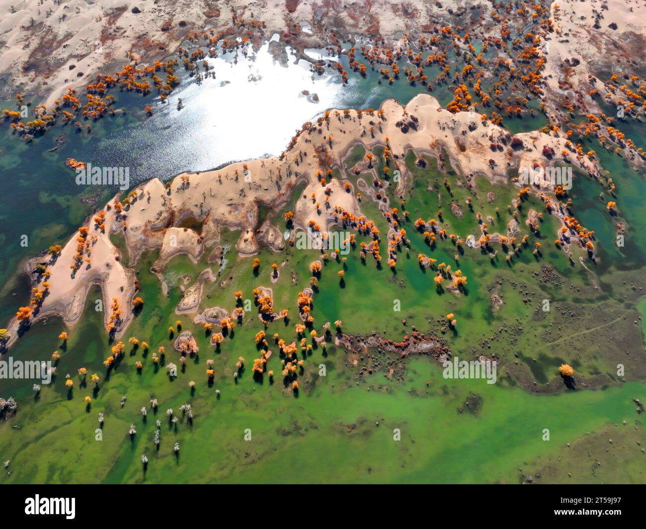 BAZHOU, CHINA - NOVEMBER 3, 2023 - Autumn scenery of Populus euphratica forest on the Tarim River Bridge on the desert highway between Weili County an Stock Photo