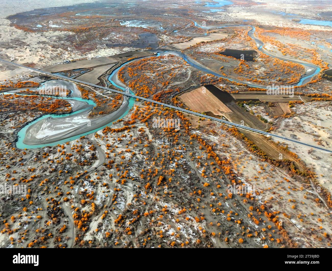 BAZHOU, CHINA - NOVEMBER 3, 2023 - Autumn scenery of Populus euphratica forest on the Tarim River Bridge on the desert highway between Weili County an Stock Photo