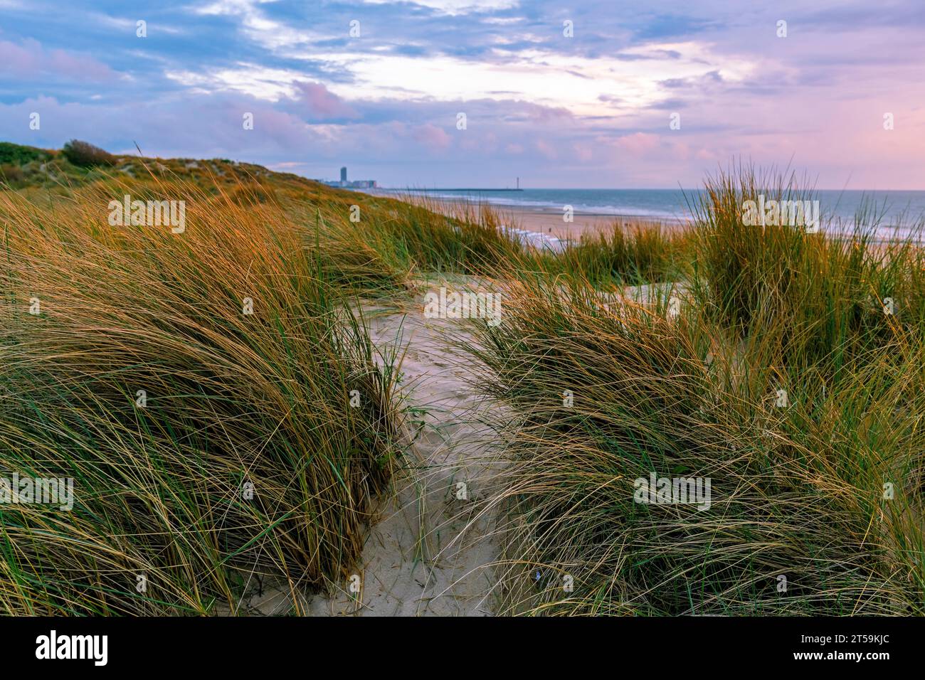 Sand dunes at sunset, Oostende, Flanders, Belgium. Stock Photo