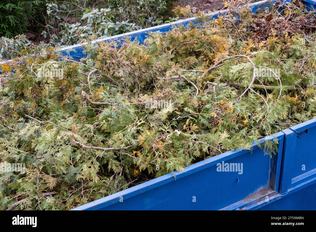 Bio waste, pine tree branches, waste are collected in a container