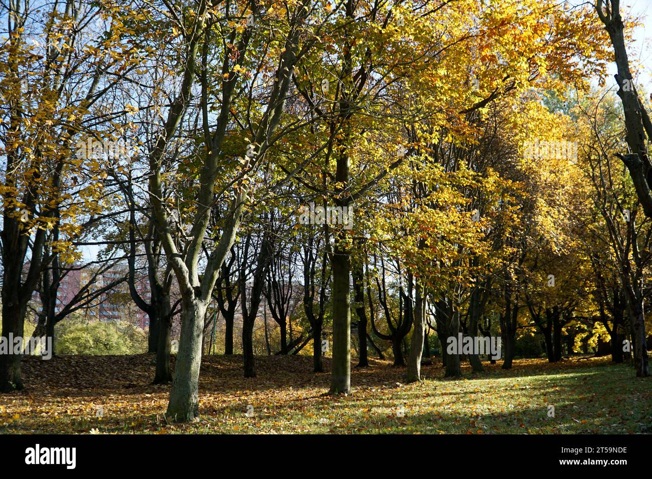 Trees in park with yellow leaves in fall Stock Photo - Alamy