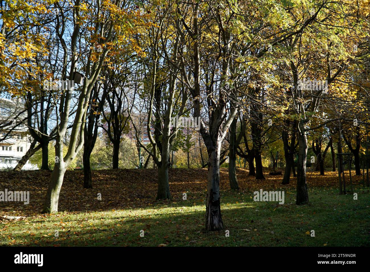 Trees in park with yellow leaves in fall Stock Photo - Alamy