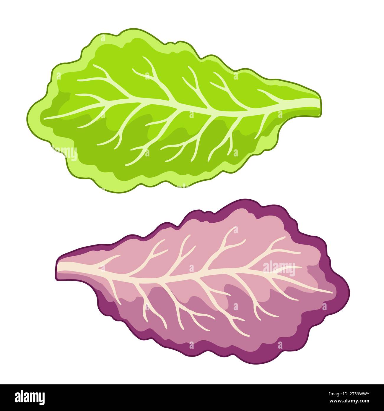 Vector Illustration of lettuce leaves in a flat style isolated on white