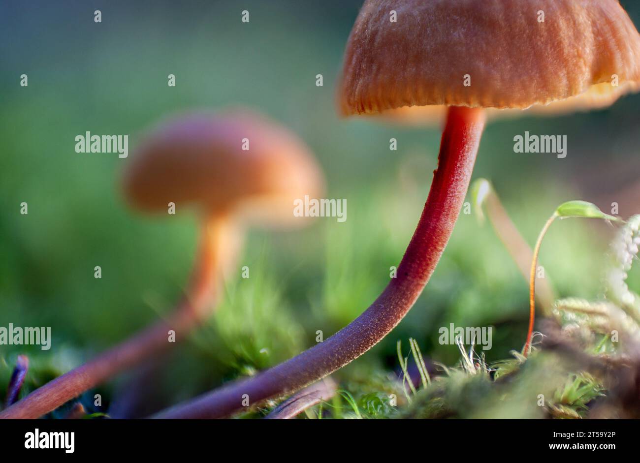 Macro of a small mycena acicula or orange bonnet mushroom in the forest. Stock Photo