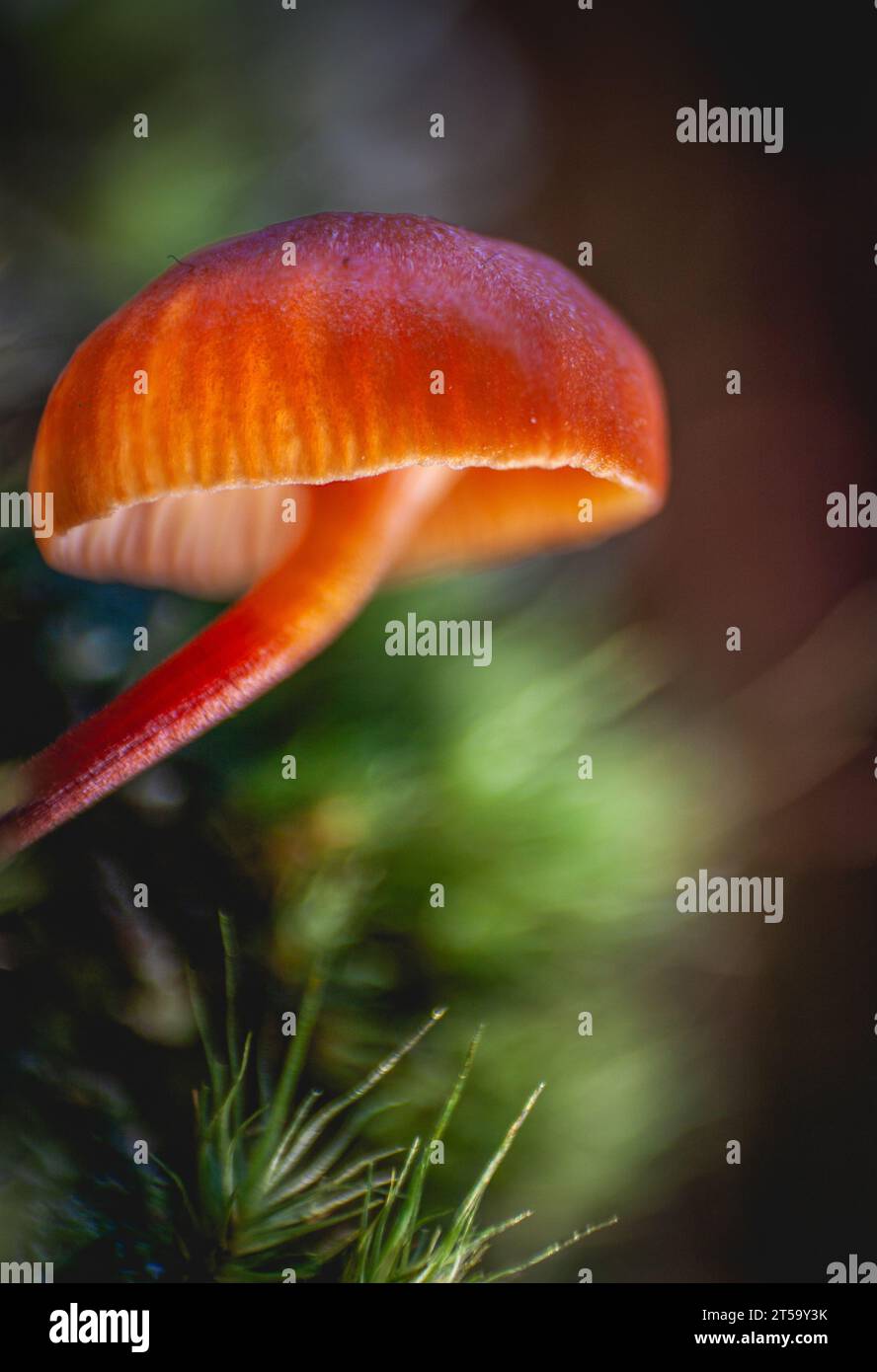 Macro of a small mycena acicula or orange bonnet mushroom in the forest. Stock Photo