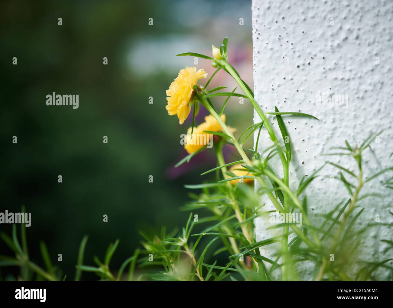 Side view of yellow doubleflowered mossrose (Portilaca grandifolia Stock Photo Alamy