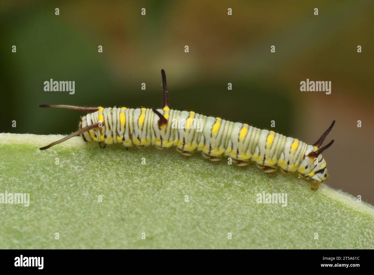 Larva of African monarch butterfly. Java. Indonesia. Caterpillar. Stock Photo