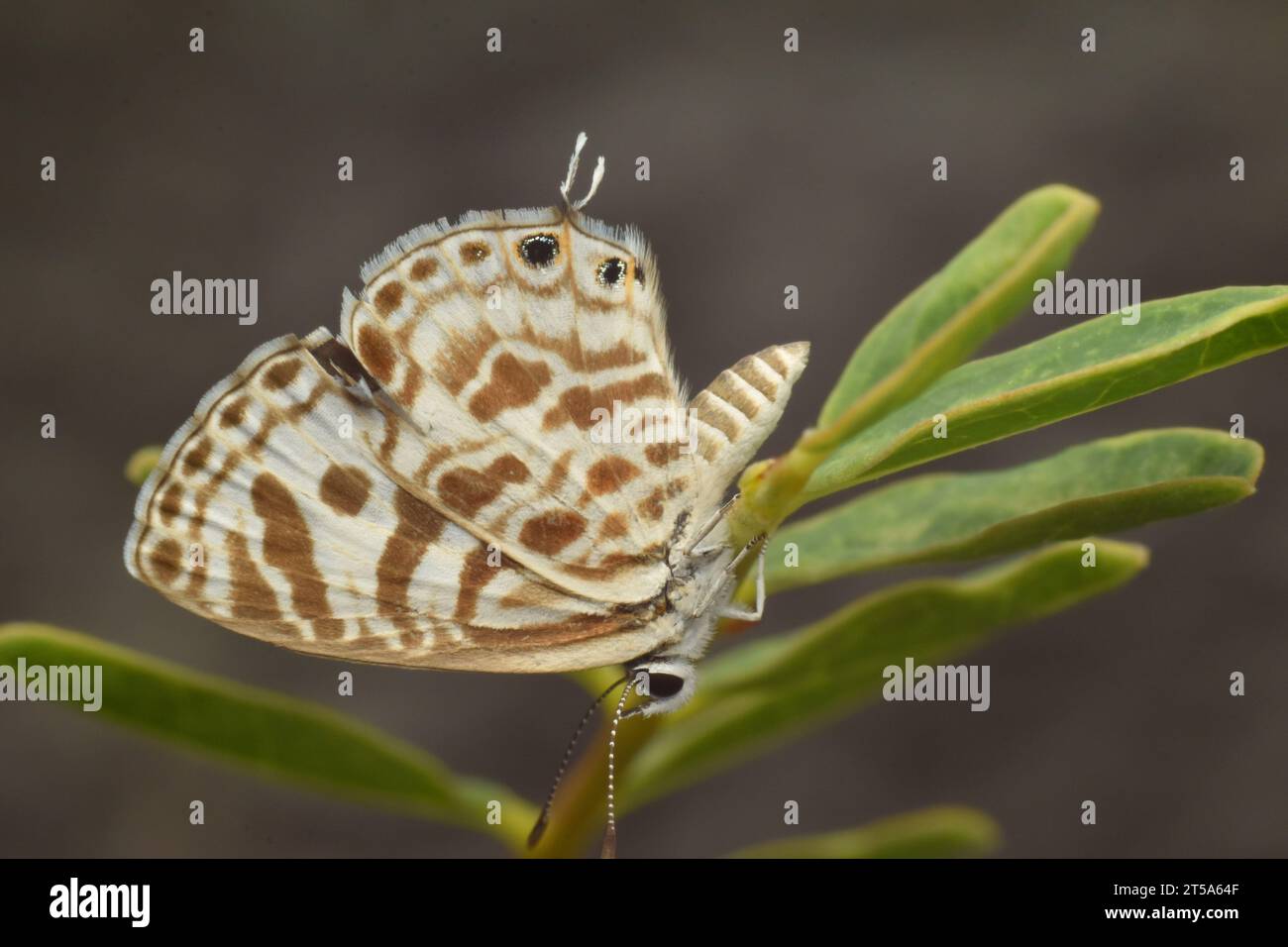 Small butterfly perched on small plant. Java, Indonesia. Stock Photo
