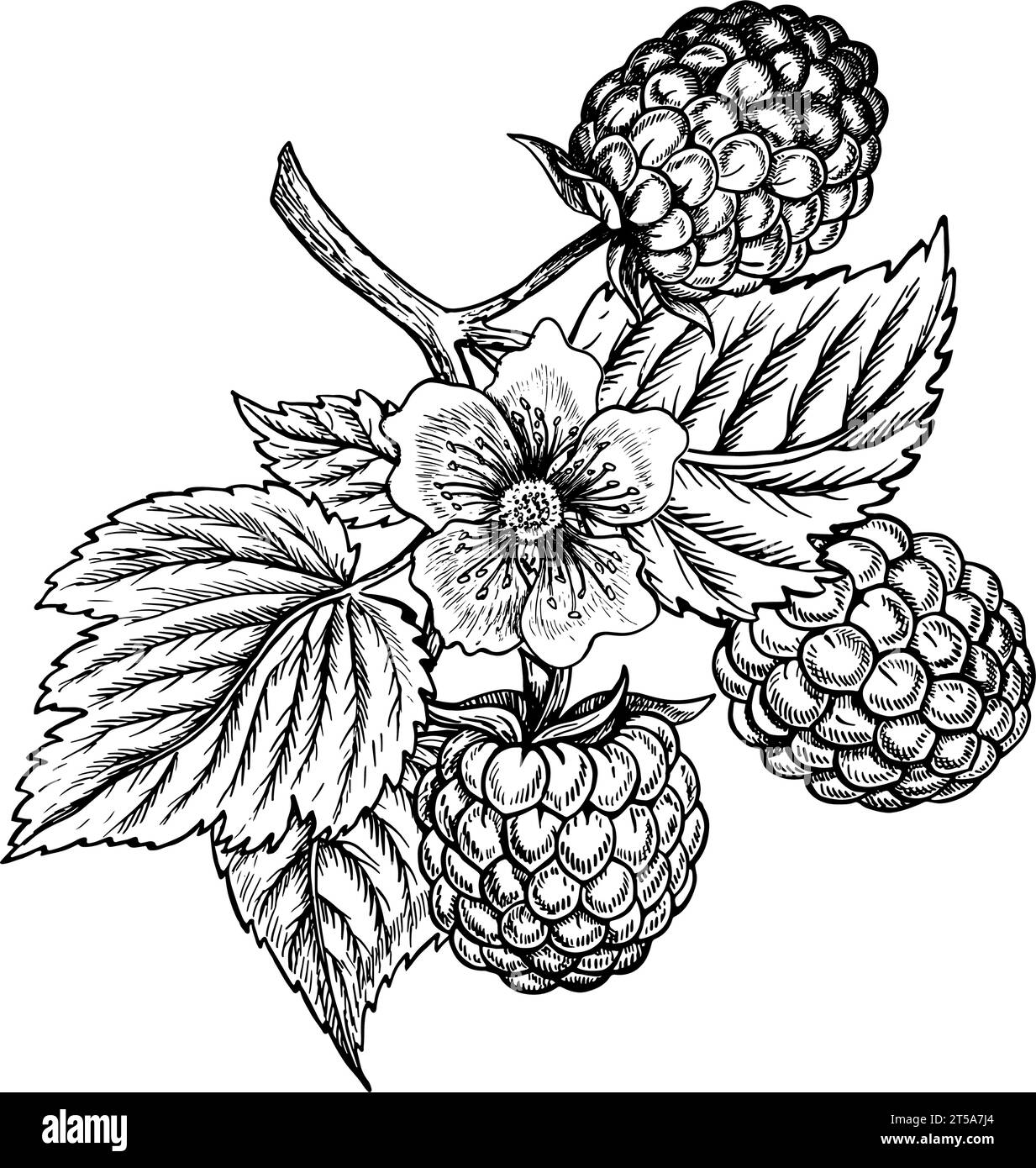 Raspberry branch, hand drawn black and white graphic vector ...