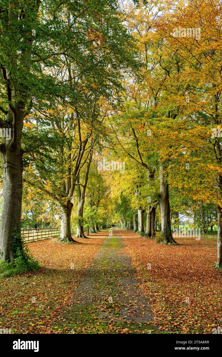 Fagus sylvatica. Autumn Beech trees along a track. Cotswolds, Oxfordshire, England Stock Photo
