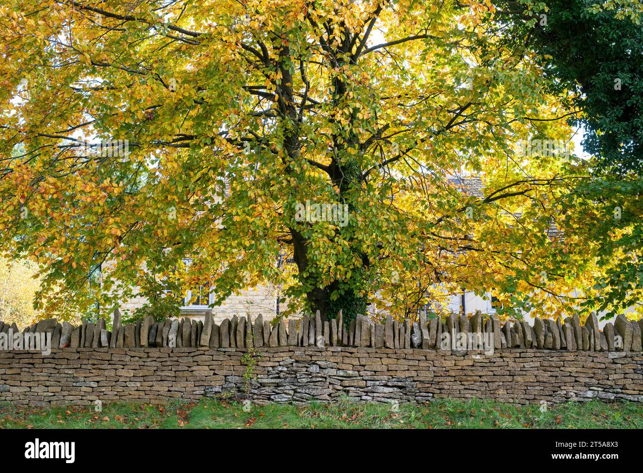Fagus sylvatica. Autumn Beech tree and cotswold stone wall. Stow on the Wold, Cotswolds, Gloucestershire, England Stock Photo