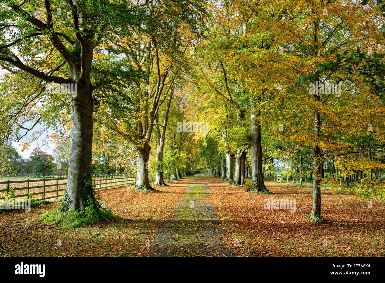 Fagus sylvatica. Autumn Beech trees along a track. Cotswolds, Oxfordshire, England Stock Photo