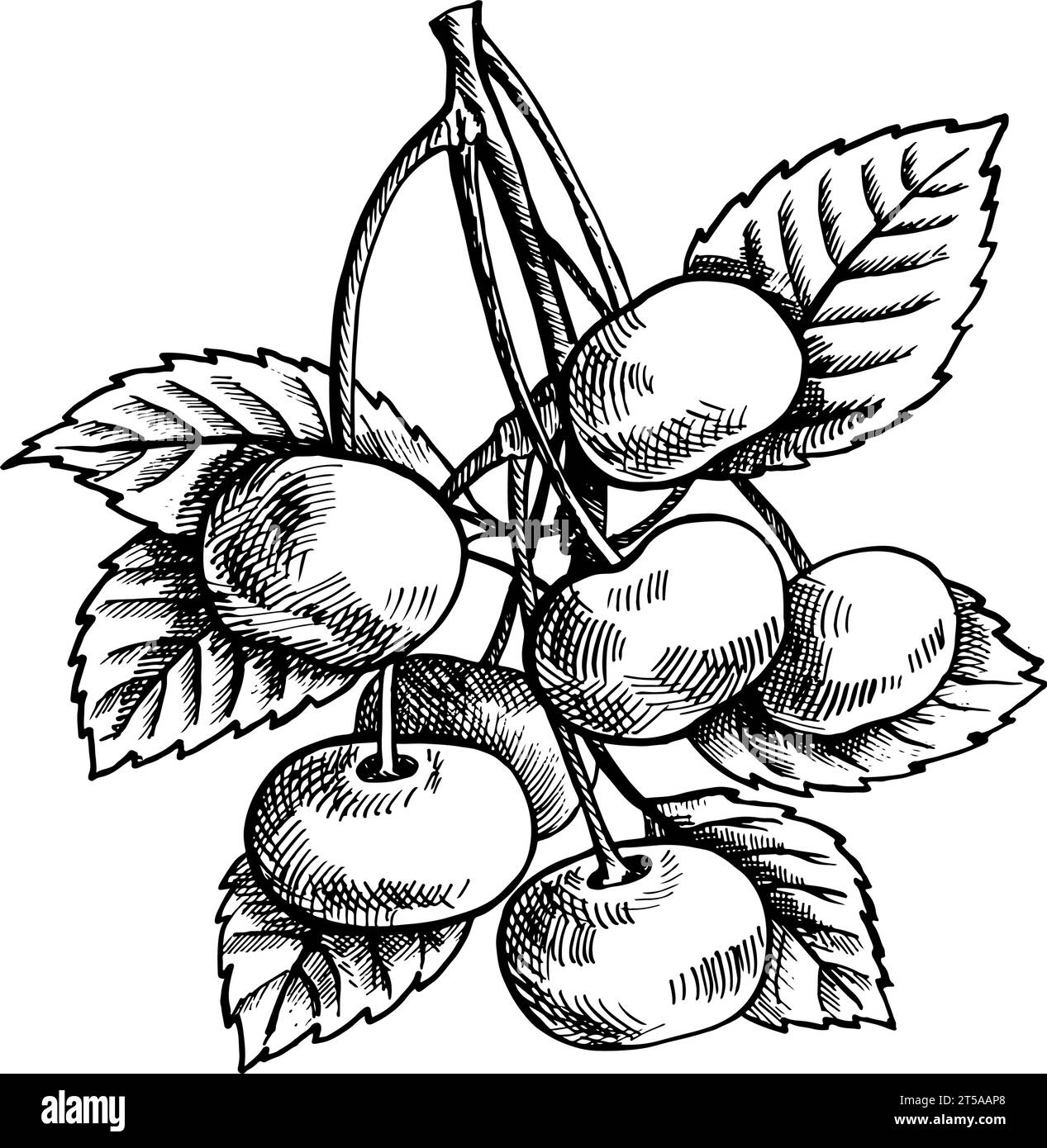 Cherry branch with fruits, hand drawn black and white graphic vector ...
