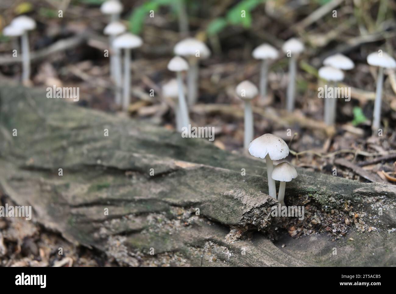 Two small white mushrooms (Termitomyces Microcarpus) are blooming inside a hole of a dead tree stem fallen on the ground. Several same variety mushroo Stock Photo