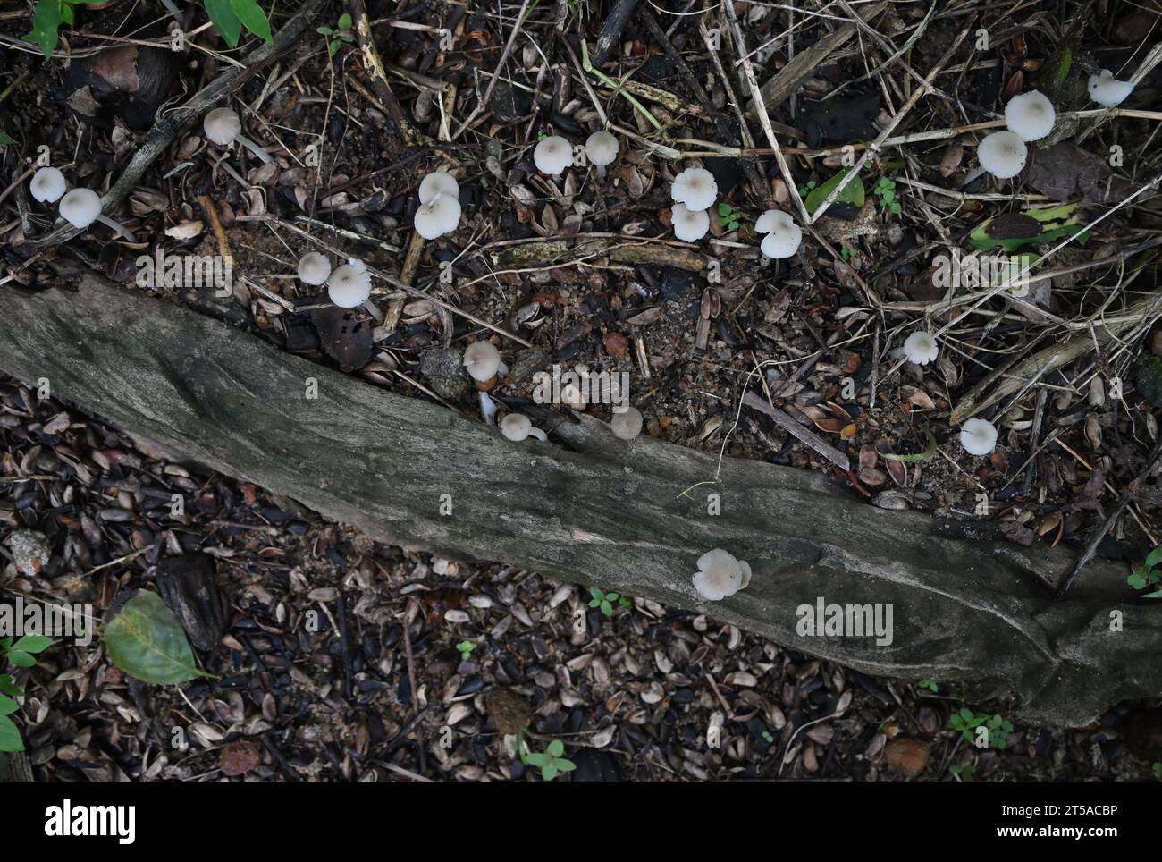 Top view of the small white Termitomyces Microcarpus mushrooms growing as a group on the surface of a soil where moisture place in the backyard Stock Photo
