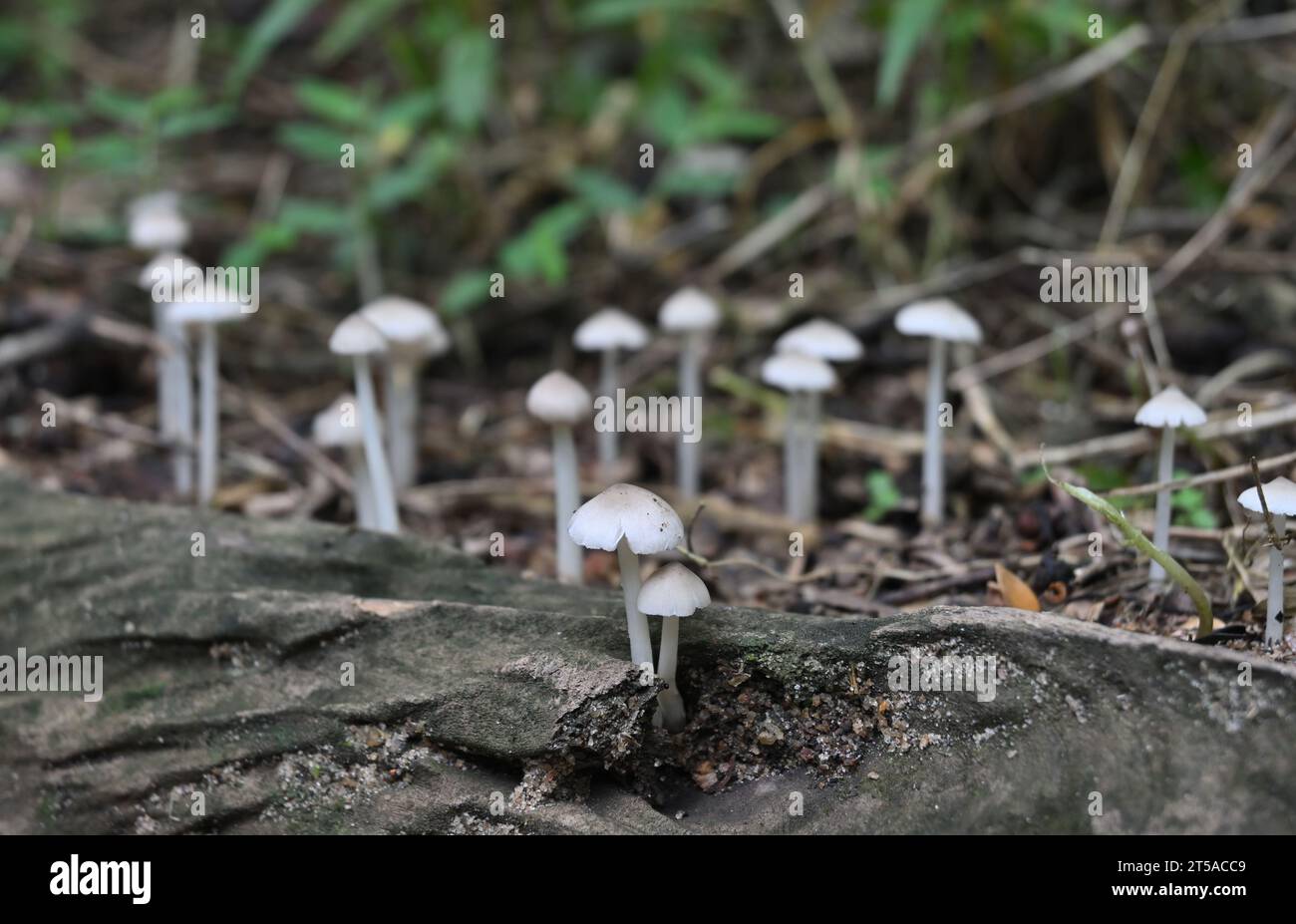 A ground level view shows Termitomyces Microcarpus mushrooms blooming on the surface of a dead tree stem and beyond it in the blurred background Stock Photo