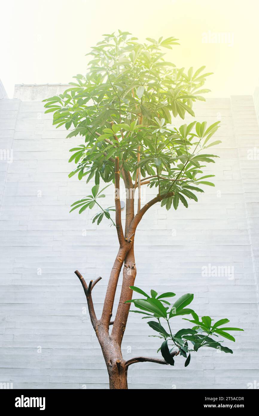 A Dwarf Umbrella Tree against sunlight in the minimalist modern house. Heptapleurum Arboricola. Stock Photo