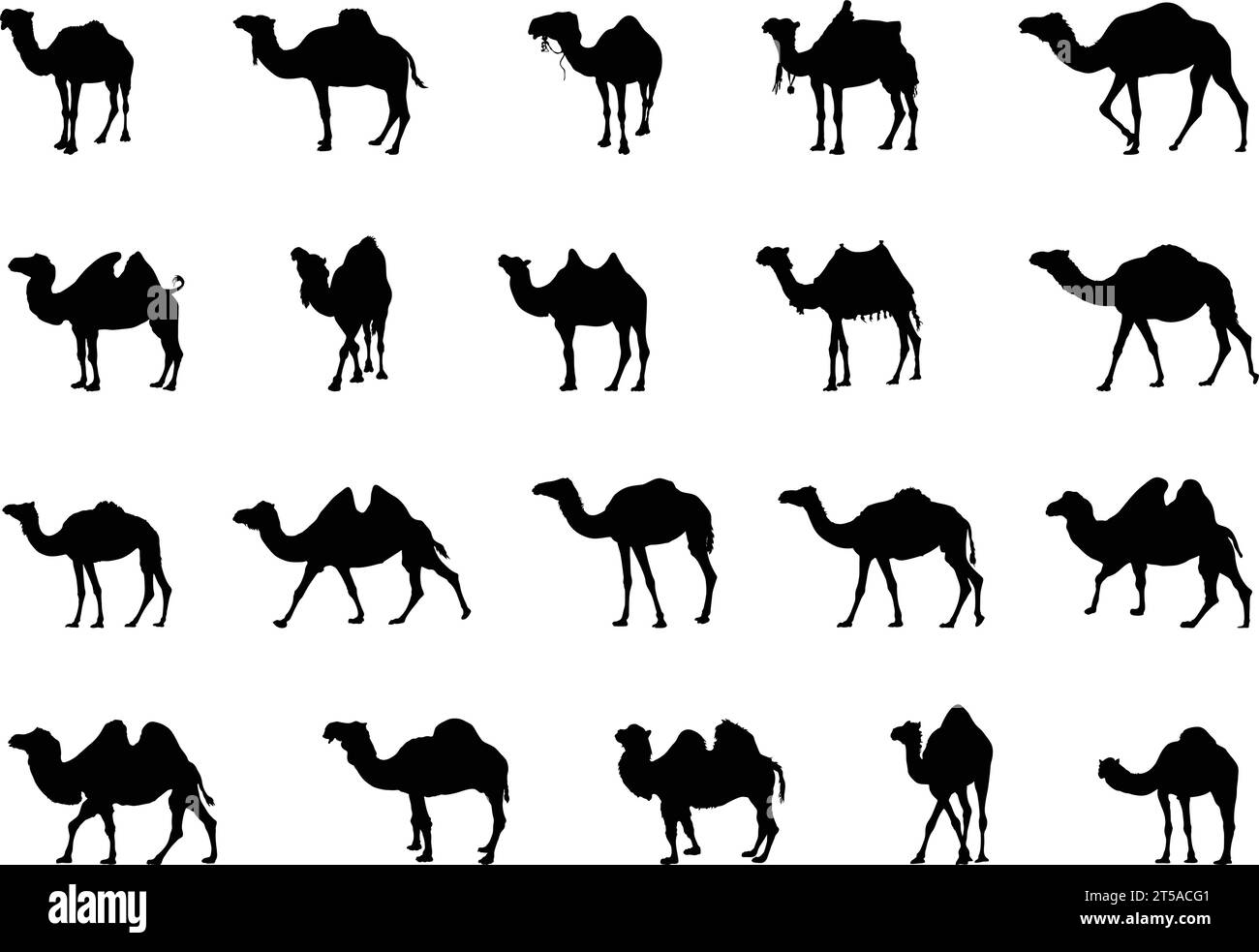 Camel silhouettes, Camel silhouette set, Camel vector illustration, Camel Svg, Camel clipart Stock Vector